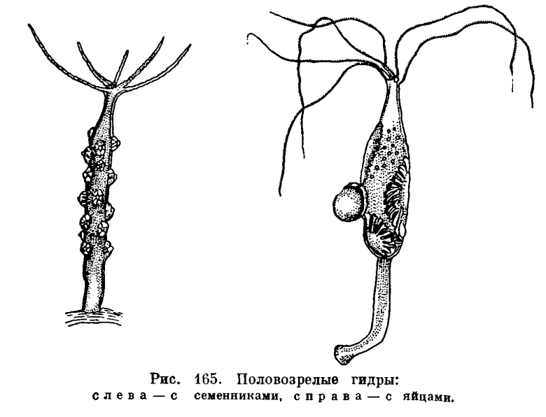 Кракен макет плейс